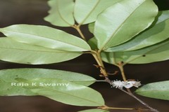 Meteoromyrtus wynaadensis